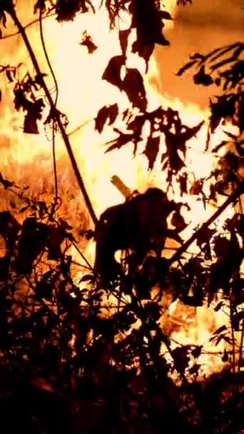 Område av brand bushfire, brinner på natten med mycket rök stiger upp i luften. Träd silhuetter. Flammor lyser upp miljön. Utomhus. Utan bearbetning. Vertikalt format. — Stockvideo