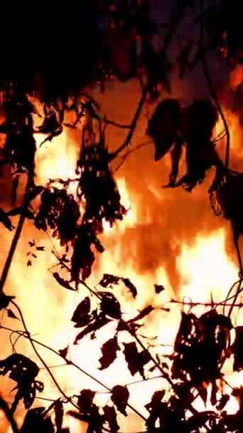 Ateş çalı ateşi bölgesi, geceleri yanıyor ve havaya çok fazla duman yükseliyor. Ağaçların siluetleri. Alevler çevreyi aydınlatıyor. Açık havada. İşlemsiz. Dikey biçim. — Stok video