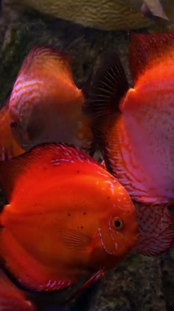 大水族馆与不均匀的五颜六色的照明，其中游泳不同的异国情调的鱼水下。选择性软焦。垂直格式. — 图库视频影像