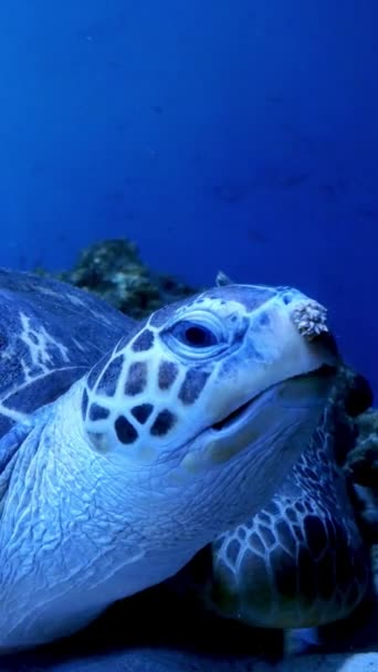 Acuario grande con iluminación desigual multicolor, en el que nadan grandes tortugas marinas bajo el agua. Enfoque suave selectivo. Formato vertical. — Vídeos de Stock