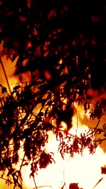 Área de incendio, ardiendo por la noche con mucho humo elevándose en el aire. Siluetas de árboles. Las llamas iluminan el ambiente. Al aire libre. Sin procesamiento. Formato vertical. — Vídeo de stock