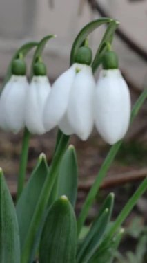 Küçük beyaz bahar çiçekleri ya da yaygın kar damlası Galanthus nivalis. Bahçede ya da bahçede. Erken bahar çiçekleri. Rüzgarda sallanıyor. Dikey biçim.