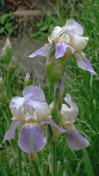 Flores de iris púrpura con gotas de lluvia en pétalos crecen en el lecho de flores o en el patio trasero. Formato vertical. — Vídeos de Stock