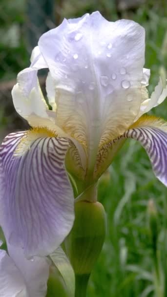 I fiori d'iride viola con gocce di pioggia su petali crescono su aiuola o in cortile. Formato verticale. — Video Stock