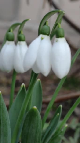 Pequeñas flores blancas de primavera nevada o nevada común Galanthus nivalis. En el patio trasero o en el jardín. Florecen a principios de primavera. Balanceo en el viento. Formato vertical. — Vídeo de stock