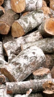 Isınma mevsimine hazırlanmak için arka bahçeye ya da depoya kesilmiş huş ağacı kütükleri yığılır. Dikey video. Yakın plan..