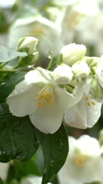 Yasemin ya da Jasminum 'un beyaz çiçekleri ilkbaharda hafif rüzgarda çalılıklarda sallanır. Dikey video. Yakın plan..