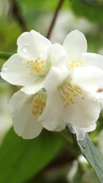 Fiori bianchi di gelsomino o Jasminum officinale dondolano sul cespuglio in brezza leggera in primavera. — Video Stock