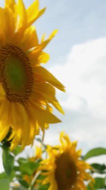 Parlak güneşli yaz gününde çiçek açan ayçiçeği tarlası. Tarım çiçeği arka planı. Dikey video.