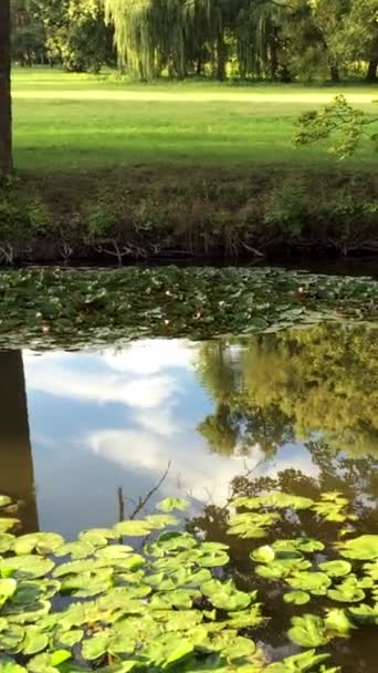 Los nenúfares crecen en un pequeño río que fluye en un parque o área de recreación. El cielo azul y las nubes se reflejan en el agua. Escena tranquila de naturaleza otoñal. Vídeo vertical. — Vídeos de Stock