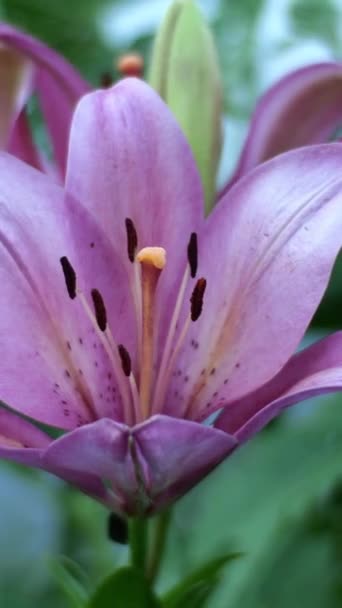 Lys de jardin ou Lilium bulbiferum balancent dans le vent dans le jardin ou dans la cour arrière. Vidéo verticale. Gros plan. — Video