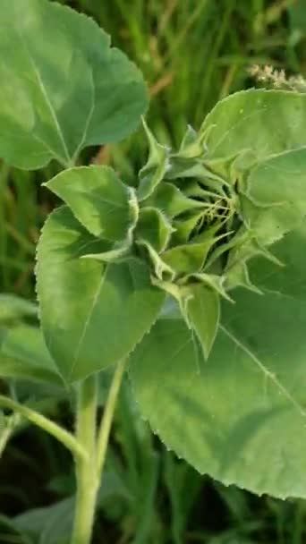 Tumbuh bunga matahari, Helianthus annuus. tunas hijau tak tertiup bunga matahari dengan daun hijau. Perbungaan muda. Fokus selektif. Video Vertikal. Close-up. — Stok Video