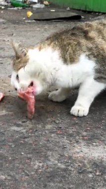 İki aç sokak kedisi, şehir caddesindeki çöplükte bulunan et ya da yem yiyor. Dikey video. Yakın plan..