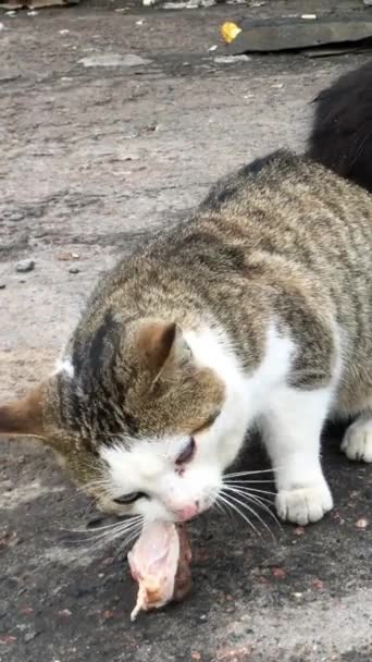 Dwa głodne bezdomne koty jedzą paszę lub mięso, znalezione na wysypisku śmieci na ulicy. Pionowe wideo. Zbliżenie. — Wideo stockowe