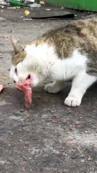 Due gatti randagi affamati mangiano cibo o carne, trovati nella discarica sulla strada della città. Video verticale. Primo piano. — Video Stock
