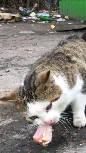 Dos gatos vagabundos hambrientos comen alimento o carne, encontrados en el basurero de la calle de la ciudad. Vídeo vertical. Primer plano. — Vídeos de Stock