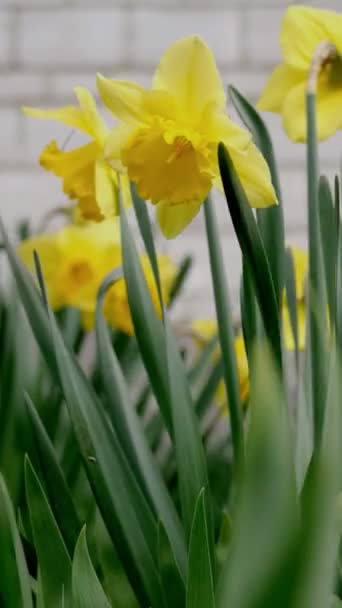 Flores primera primavera perenne, flor de narciso o Narcissus poeticus crecen en patio de casa contra pared de ladrillo y balancean en brisa ligera. Concepto de principios de primavera que viene. Vídeo vertical. — Vídeo de stock