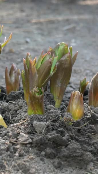 Jardinero manos excavación con pala alrededor de la corona imperial o fritillaria imperialis flor que crece en el jardín. Tratamiento del suelo. Concepto de jardinería doméstica. Cuidado de las plantas. Vídeo vertical. — Vídeo de stock