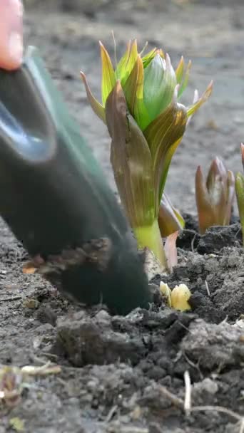 Jardineiro mãos cavando com pá em torno da coroa imperial ou fritillaria imperialis flor que cresce no jardim. Tratamento do solo. Conceito de jardinagem em casa. Cuidado de plantas. Vídeo vertical. — Vídeo de Stock