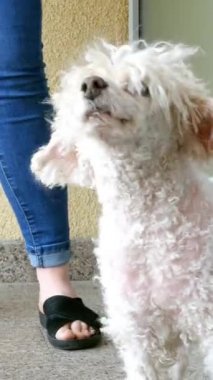 Beyaz tüylü köpek, kaniş gibi, birine havlar. Belki de bacakları yanında görünen sahibini korur. Açık havada.