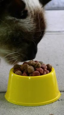 Aç sokak kedisi sokak ya da arka bahçedeki sarı kaseden besleniyor..