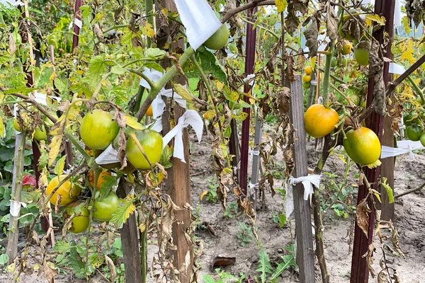 Egy Rakás Éretlen Paradicsom Solanum Lycopersicum Paradicsomot Termesztek Zöld Organikus — Stock Fotó