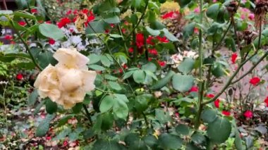 Solmuş soluk pembe gül çalısı Sonbahar zamanı bahçede hafif rüzgarda sallanıyor.