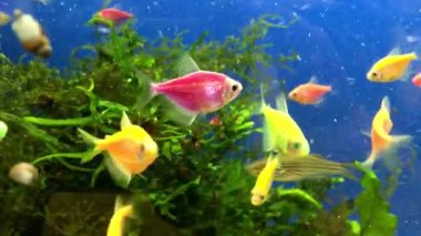 Su altı bitkileri ve mercanlar arasında akvaryumda yüzen renkli tropikal küçük deniz balıkları..