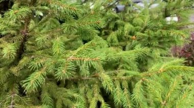 Sonsuz yeşil sulu ladin dalı Rüzgarda sallanan iğnelerle.