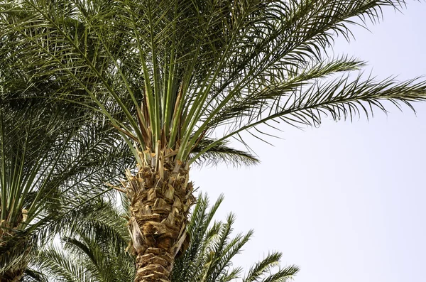 Palm tree in the sky. — Stock Photo, Image