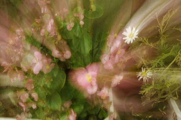 흐리게 배경입니다. 핑크 꽃. — 스톡 사진