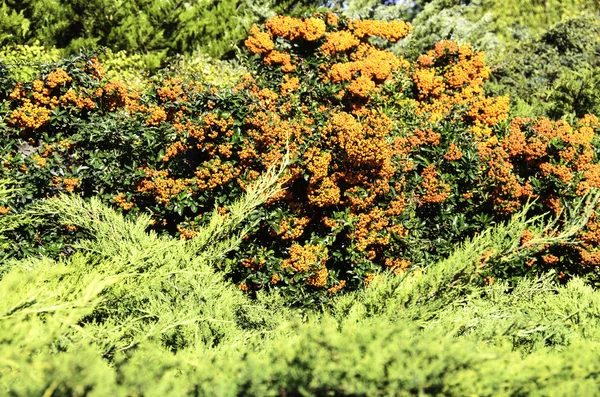 Bagas de laranja em um fundo verde . — Fotografia de Stock