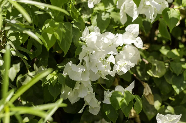 Fleurs tropicales sur fond de feuilles . — Photo