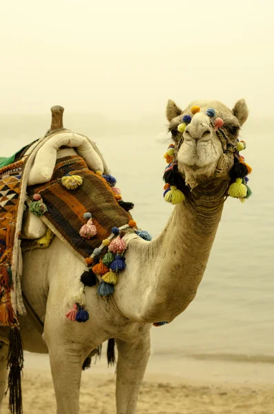Camello en botín multicolor. Primer plano . — Foto de Stock