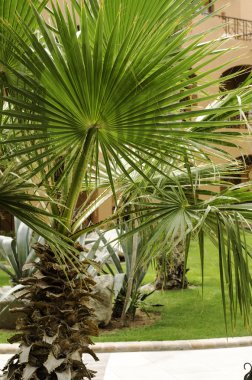 Afrika'da yetişen tropikal bitki.