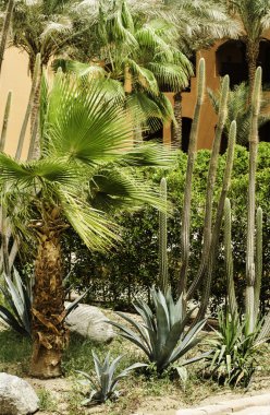 Afrika'da yetişen tropikal bitki.