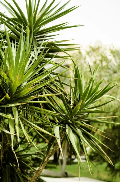 Tropische planten die in Afrika groeien. — Stockfoto