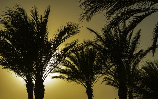 Palmen bei Sonnenuntergang gegen den Himmel. — Stockfoto