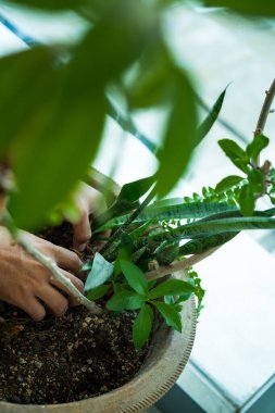 Evdeki bahçıvanlık, toprakla dolu büyük bir tencerede..