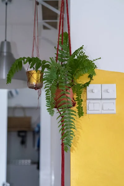 Plantas Verdes Colgando Sala Estar Helecho Flor —  Fotos de Stock