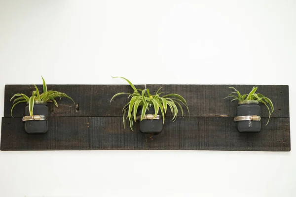 素朴な木製の壁の装飾 メイソン ジャーが壁にかかってる 屋内クモ植物 — ストック写真