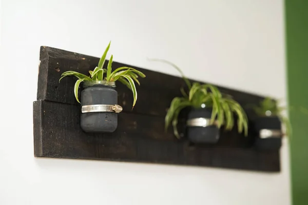 Decoración Pared Madera Rústica Tarro Albañil Colgando Pared Plantas Araña — Foto de Stock