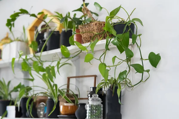 リビングルームの白い壁に白い棚の上の緑の植物 — ストック写真
