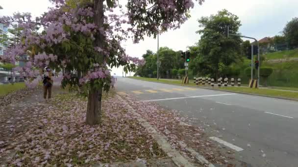 Bangi, Malaysia - March 21, 2021 Flowers of pink trumpet trees are blossoming on the roadside of Bandar Seri Putra, Selangor. — Vídeos de Stock