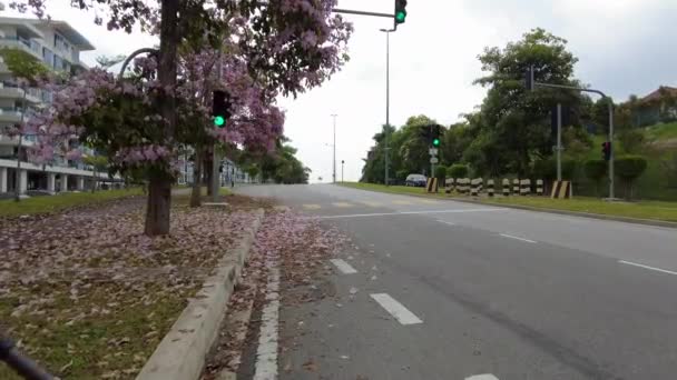 Motocicleta POV en cámara lenta en el camino lleno de flores de árboles Tacoma floreciendo en el borde de la carretera. — Vídeos de Stock