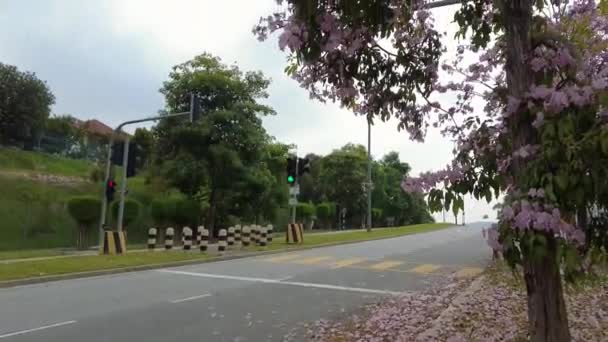 Panning up slow motion blooming Tacoma flowers on the roadside in Malaysia. — Vídeos de Stock