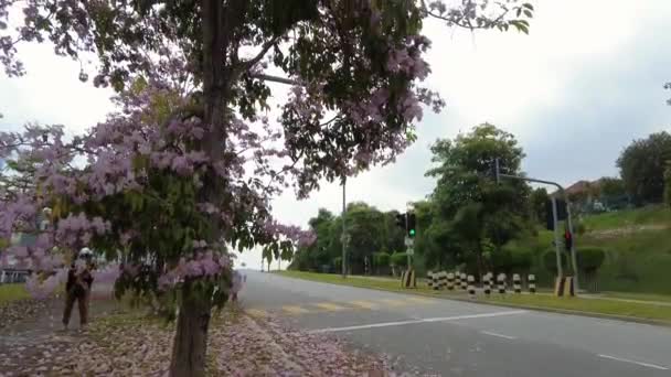 Panorámica de las flores de tecoma de cámara lenta en flor del árbol en el borde de la carretera. — Vídeos de Stock