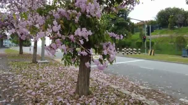 Zooming out of blooming Tacoma flowers on the roadside in Malaysia. — Vídeos de Stock