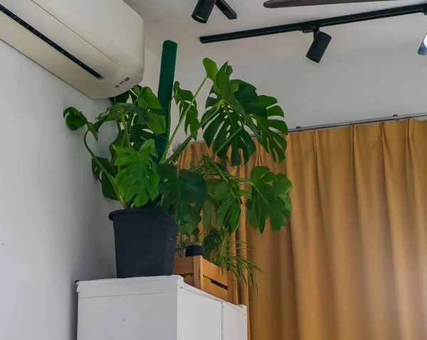 Grüne Monsterpflanzen Auf Weißen Regalen Wohnzimmer — Stockfoto