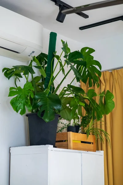 Groene Monstera Planten Witte Planken Woonkamer — Stockfoto